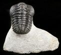 Detailed Phacops Trilobite - Morocco #46717-3